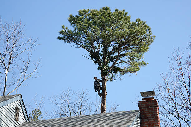 Trusted Ambler, PA Tree Services Experts